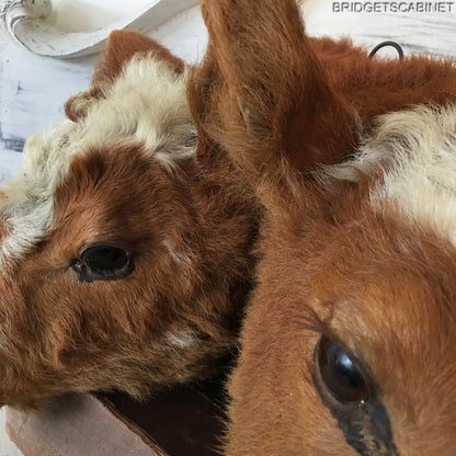 1930s Rare 2-Headed Conjoined Taxidermy Calf