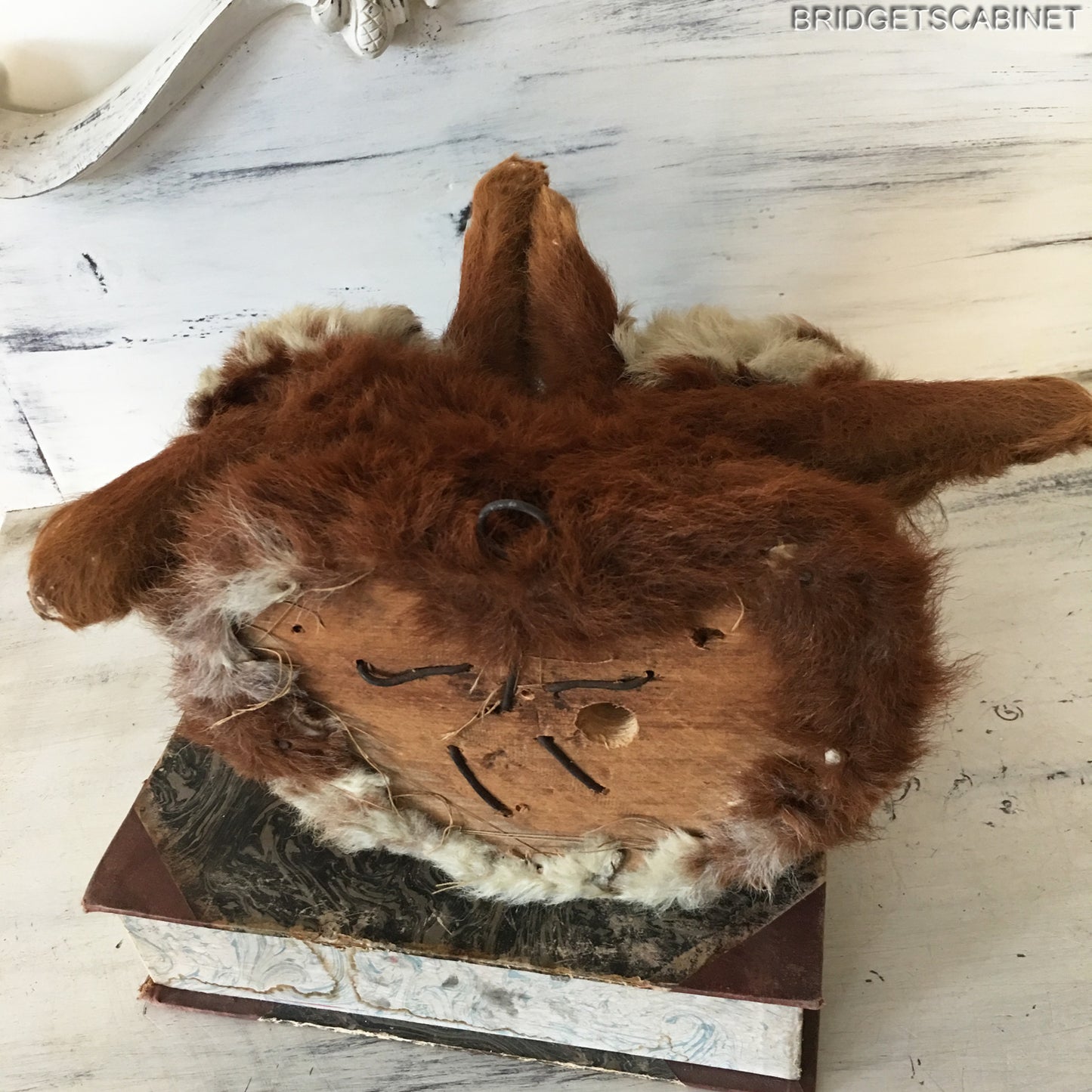 1930s Rare 2-Headed Conjoined Taxidermy Calf