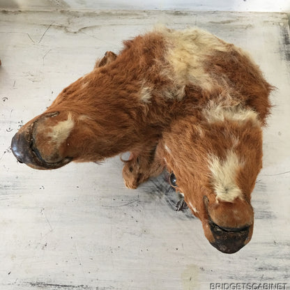 1930s Rare 2-Headed Conjoined Taxidermy Calf