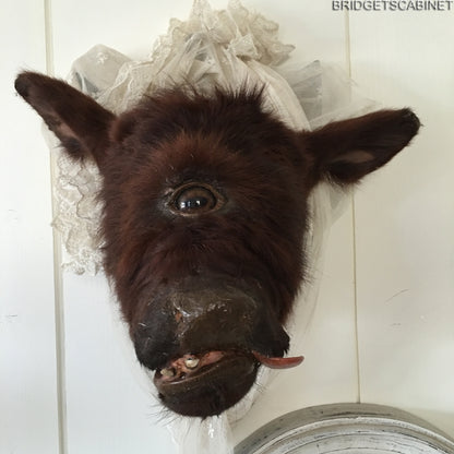 Rare Taxidermy Cyclops Misfit Calf