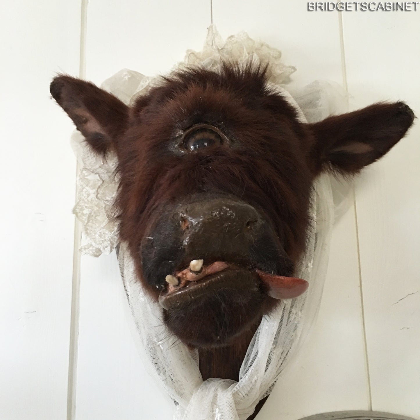 Rare Taxidermy Cyclops Misfit Calf