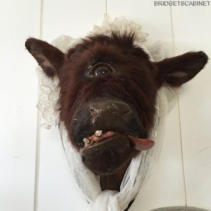 Rare Taxidermy Cyclops Misfit Calf