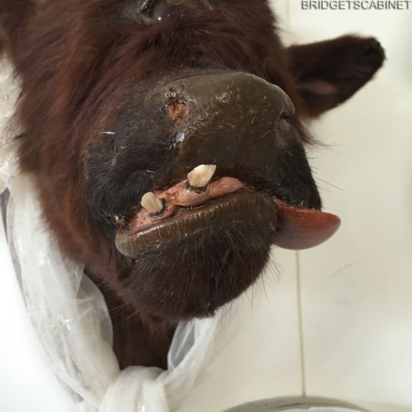 Rare Taxidermy Cyclops Misfit Calf