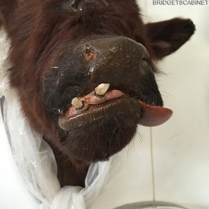 Rare Taxidermy Cyclops Misfit Calf