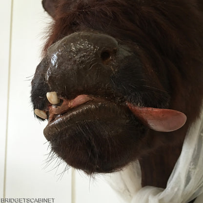 Rare Taxidermy Cyclops Misfit Calf