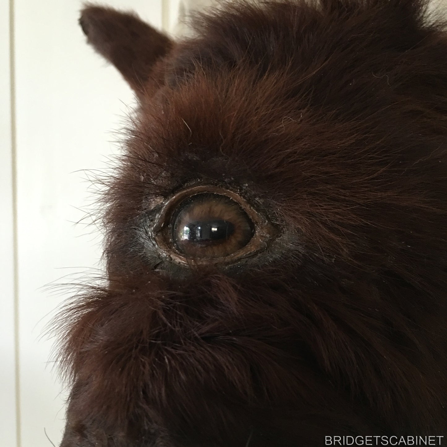 Rare Taxidermy Cyclops Misfit Calf