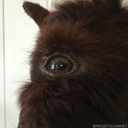 Rare Taxidermy Cyclops Misfit Calf