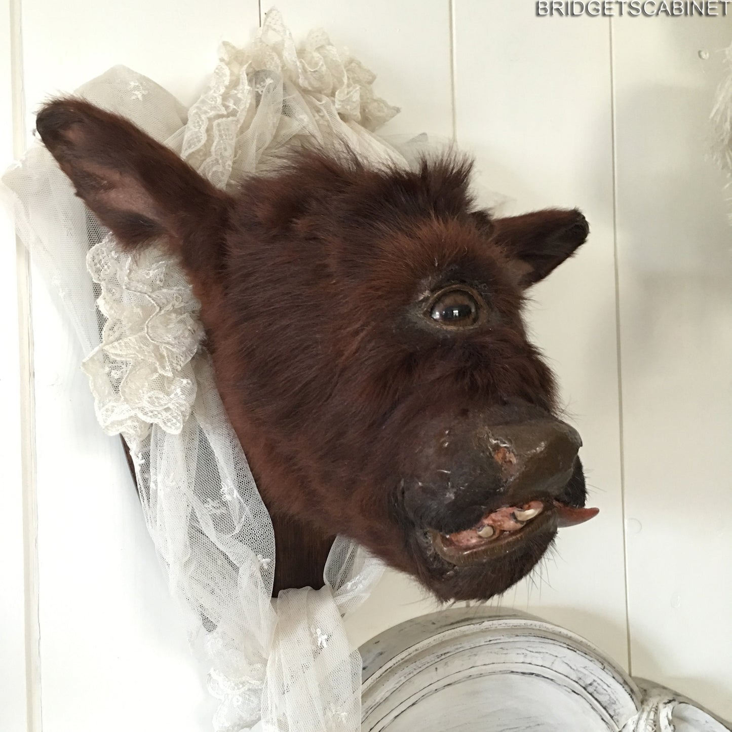 Rare Taxidermy Cyclops Misfit Calf