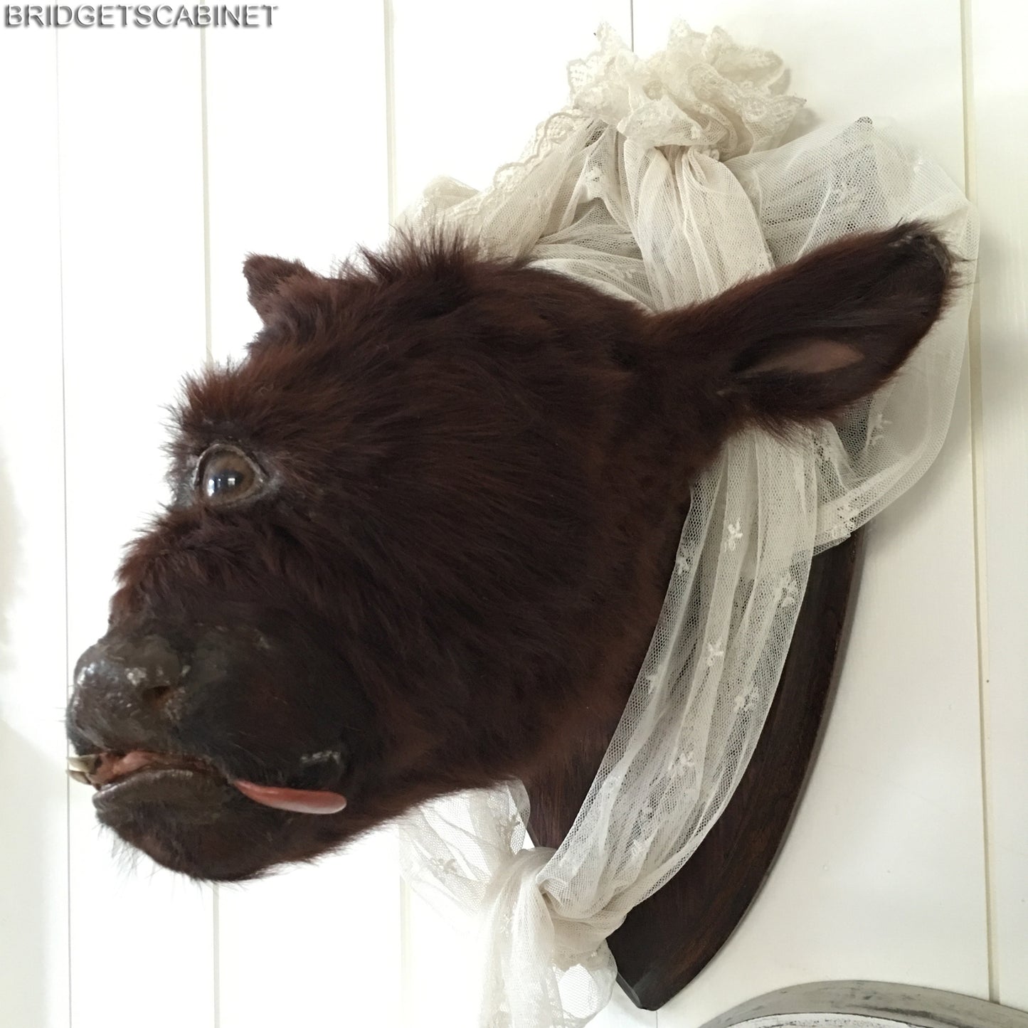 Rare Taxidermy Cyclops Misfit Calf
