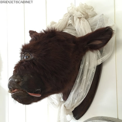 Rare Taxidermy Cyclops Misfit Calf