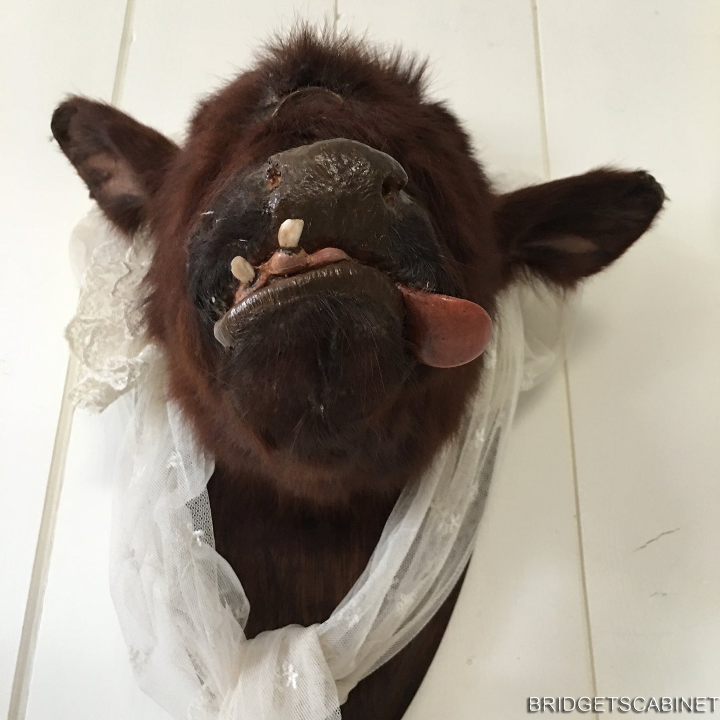 Rare Taxidermy Cyclops Misfit Calf