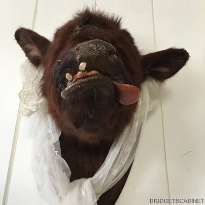 Rare Taxidermy Cyclops Misfit Calf