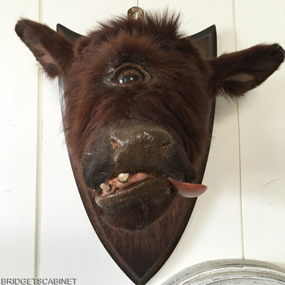 Rare Taxidermy Cyclops Misfit Calf