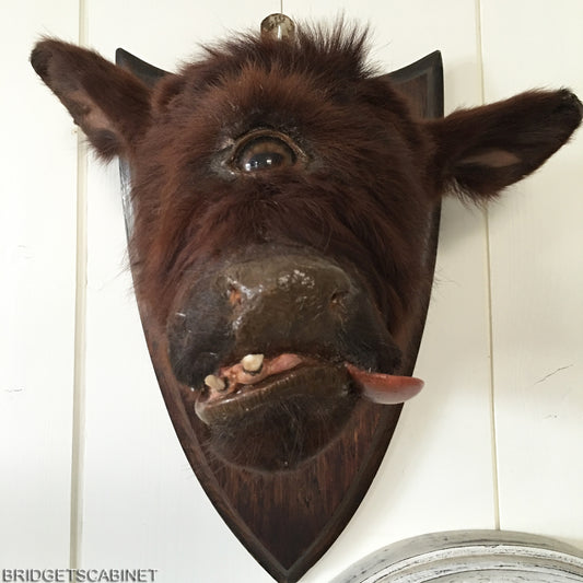 Rare Taxidermy Cyclops Misfit Calf