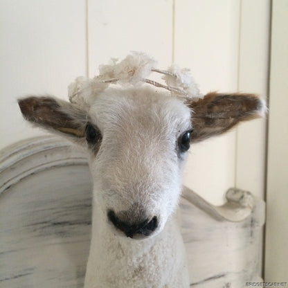 Taxidermy Lamb