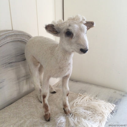 Taxidermy Lamb