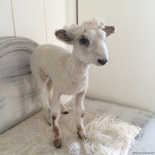 Taxidermy Lamb