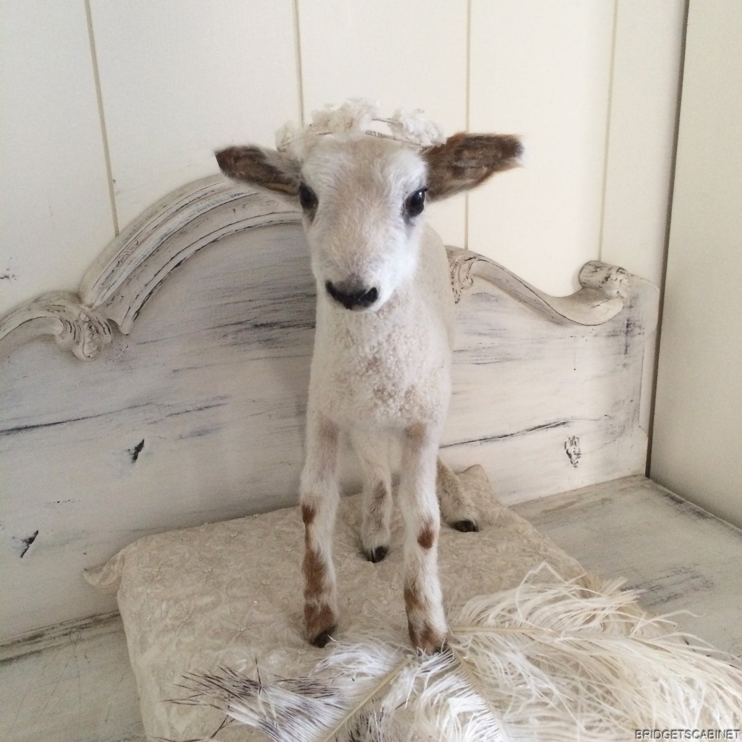 Taxidermy Lamb
