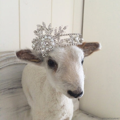 Taxidermy Lamb