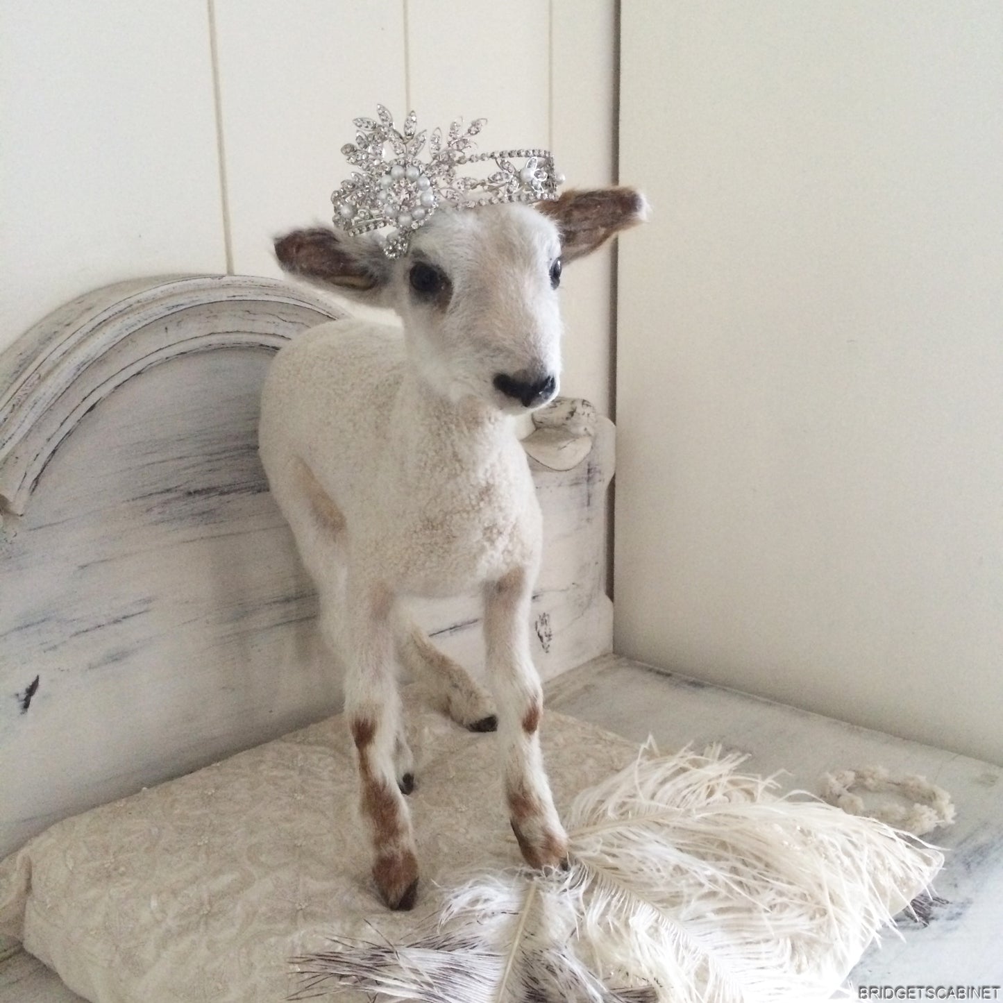Taxidermy Lamb