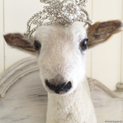 Taxidermy Lamb