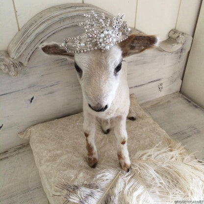 Taxidermy Lamb