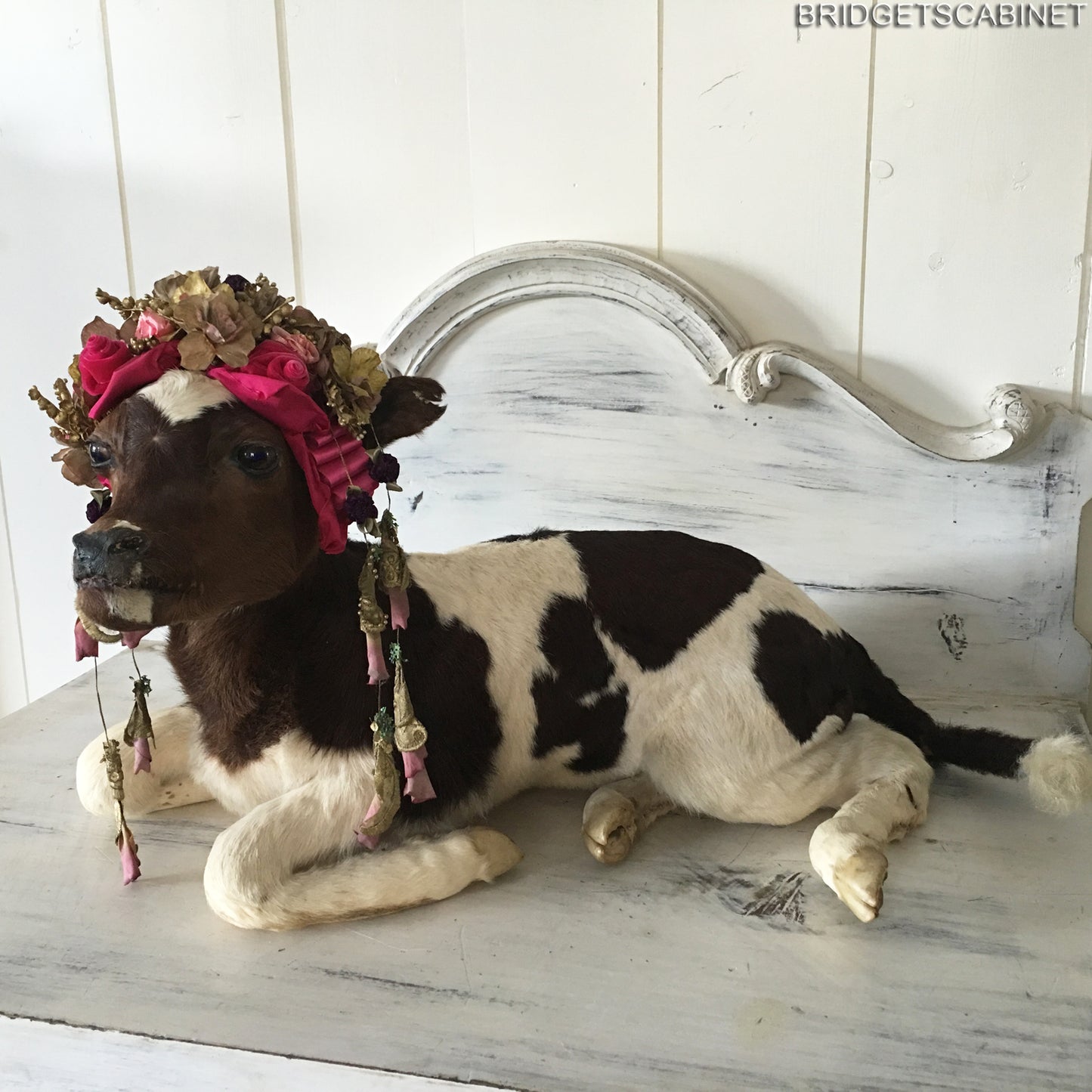 1930 Taxidermy Calf