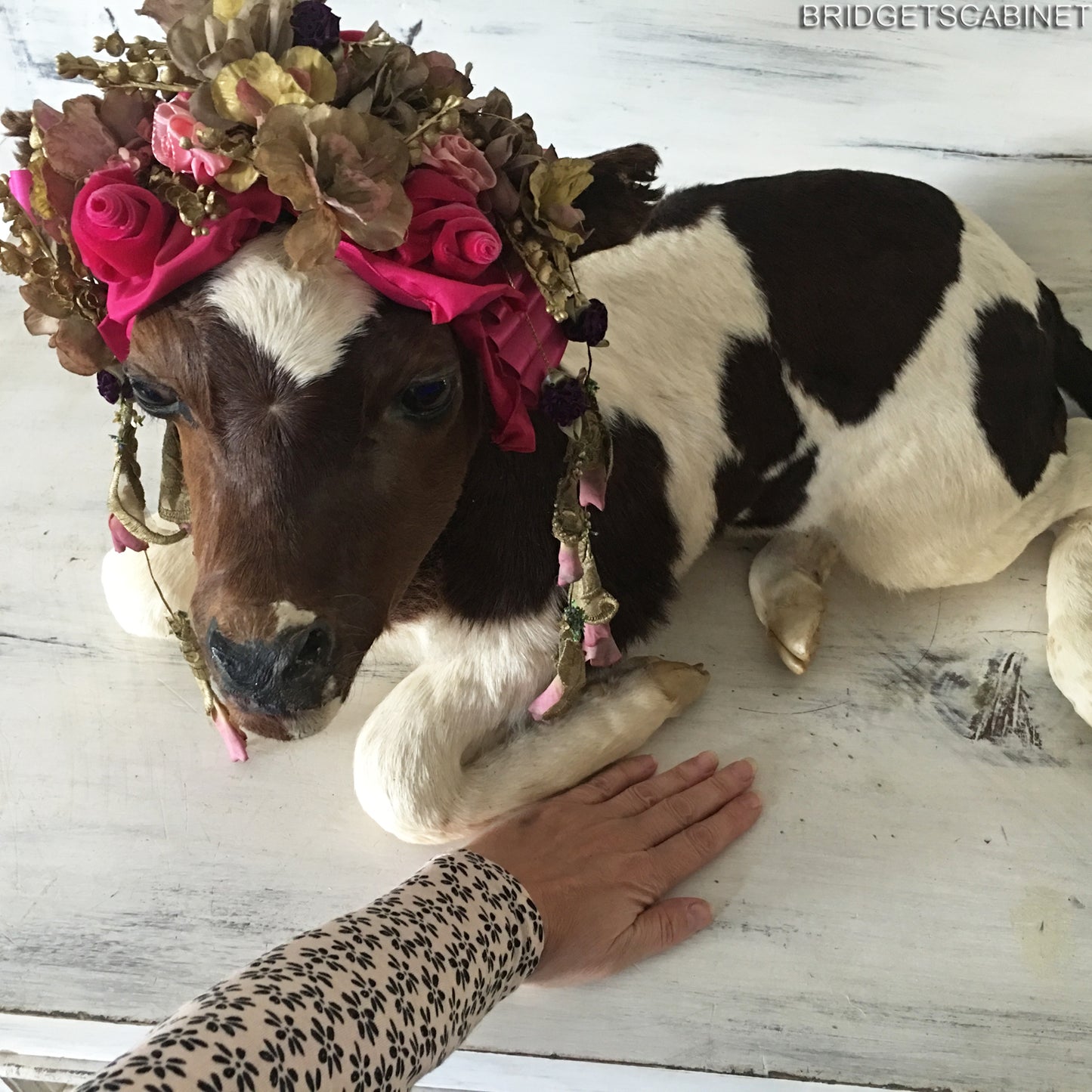 1930 Taxidermy Calf