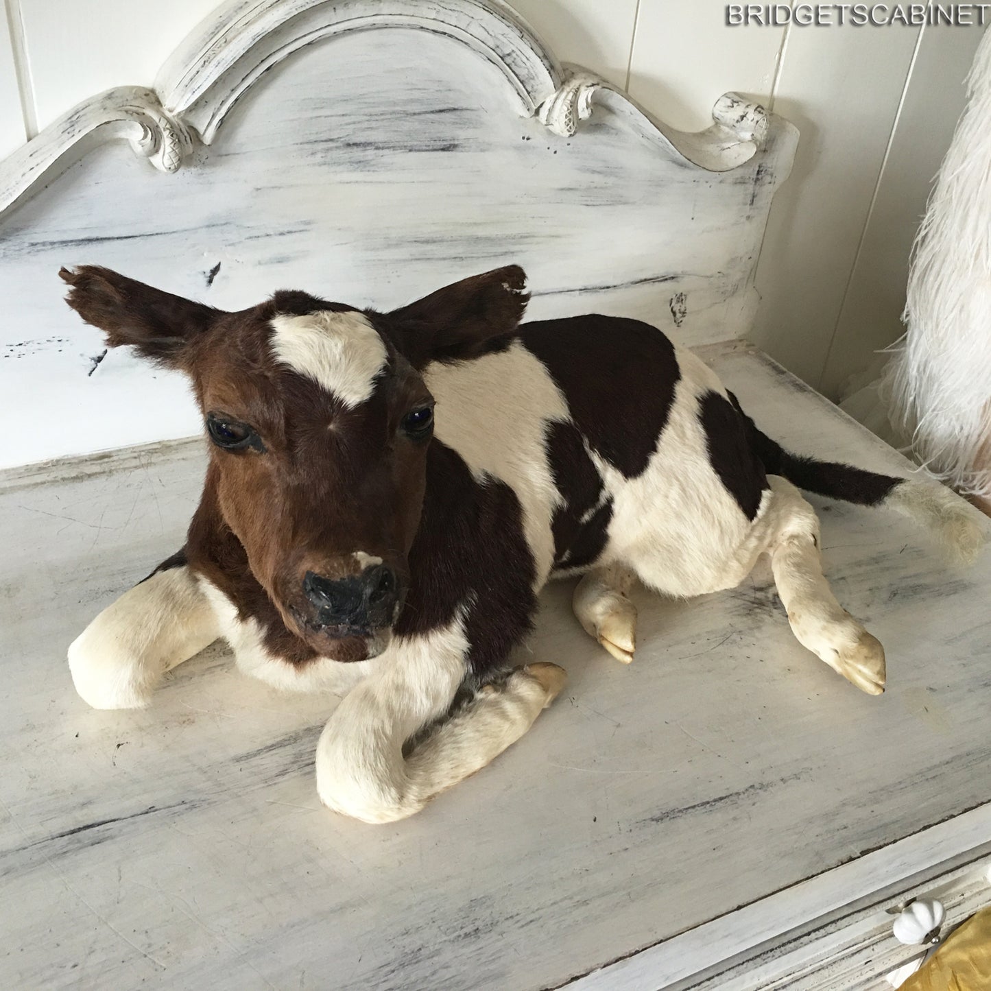1930 Taxidermy Calf