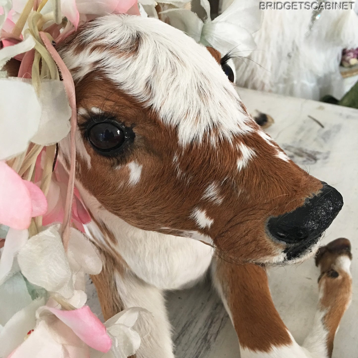 Taxidermy Calf