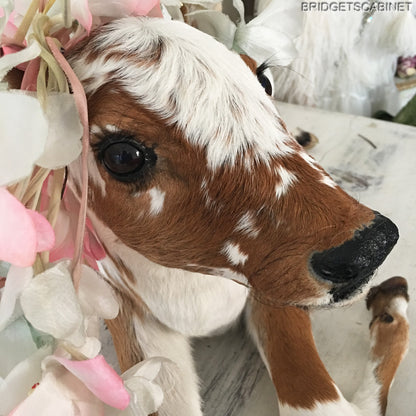 Taxidermy Calf
