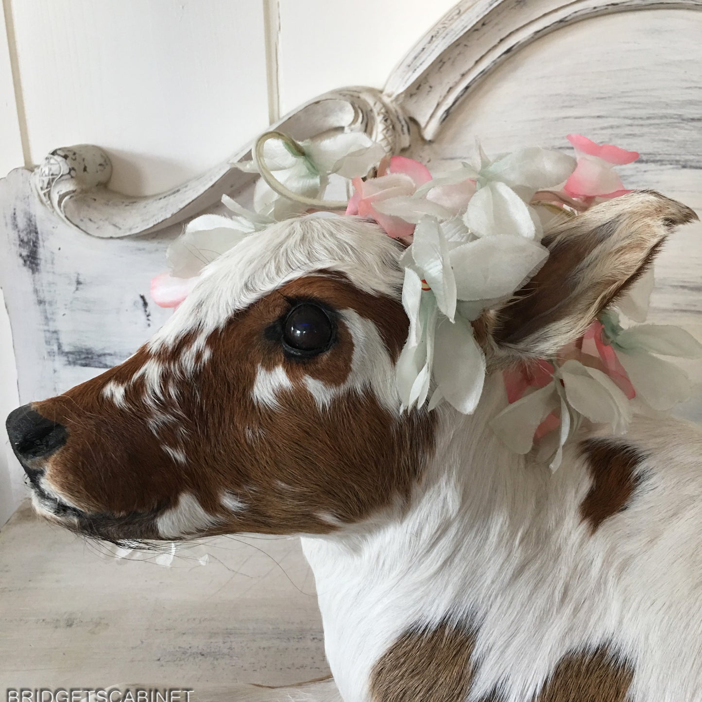 Taxidermy Calf