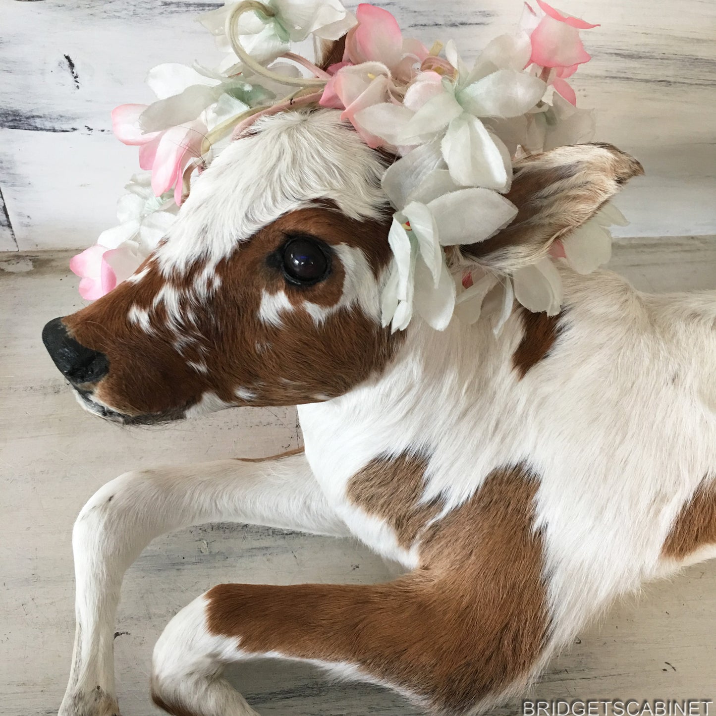Taxidermy Calf
