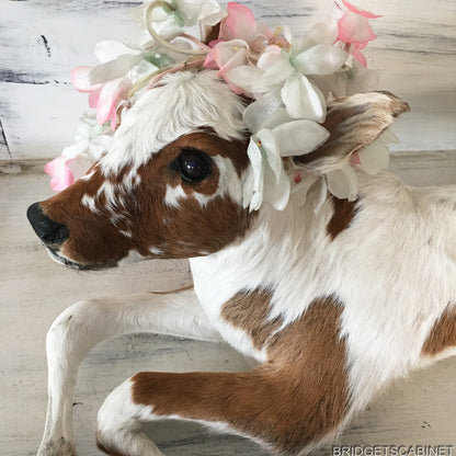 Taxidermy Calf