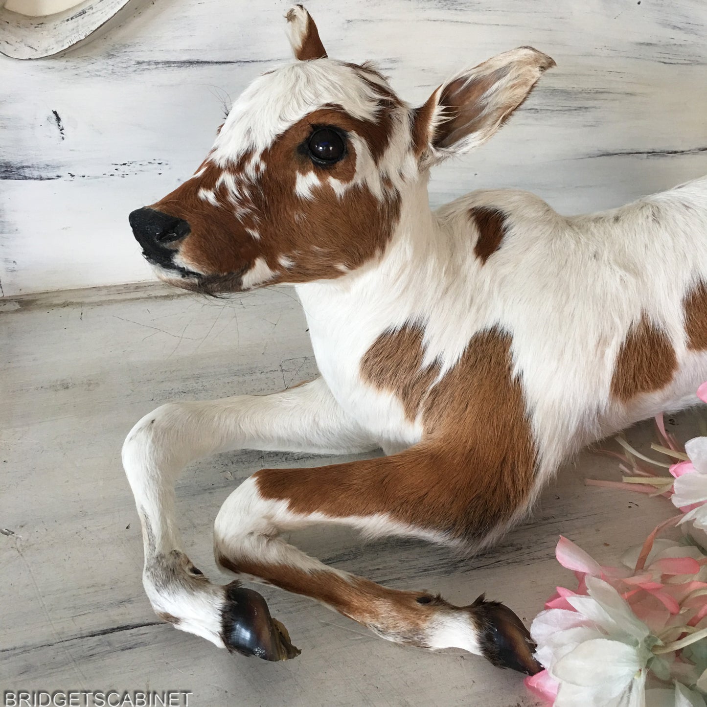 Taxidermy Calf