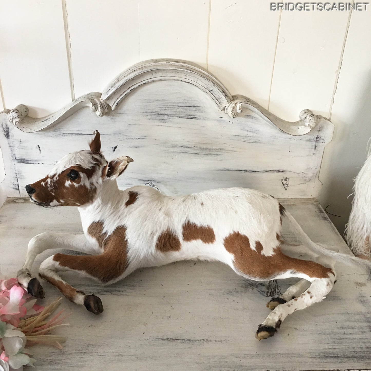 Taxidermy Calf
