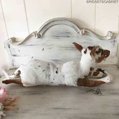 Taxidermy Calf