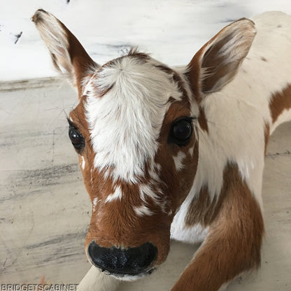 Taxidermy Calf