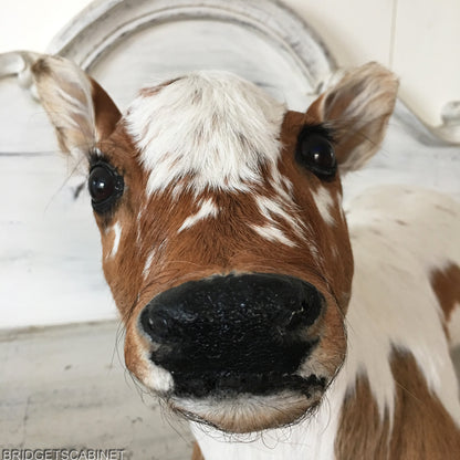 Taxidermy Calf