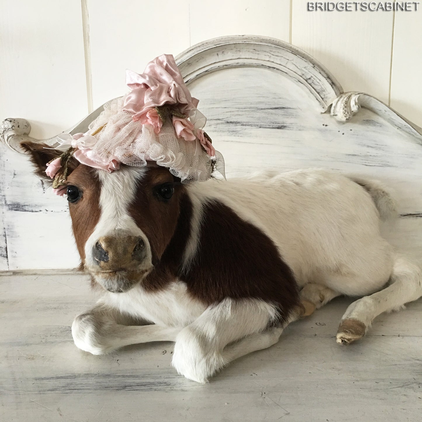 Taxidermy Brown/White Calf