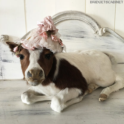 Taxidermy Brown/White Calf