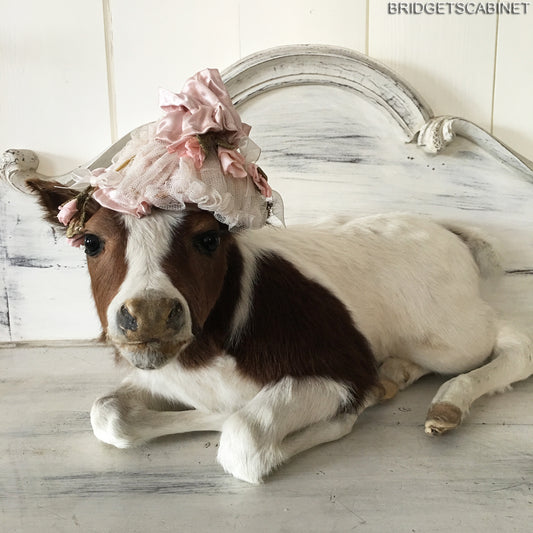 Taxidermy Brown/White Calf