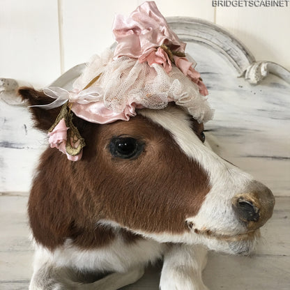 Taxidermy Brown/White Calf