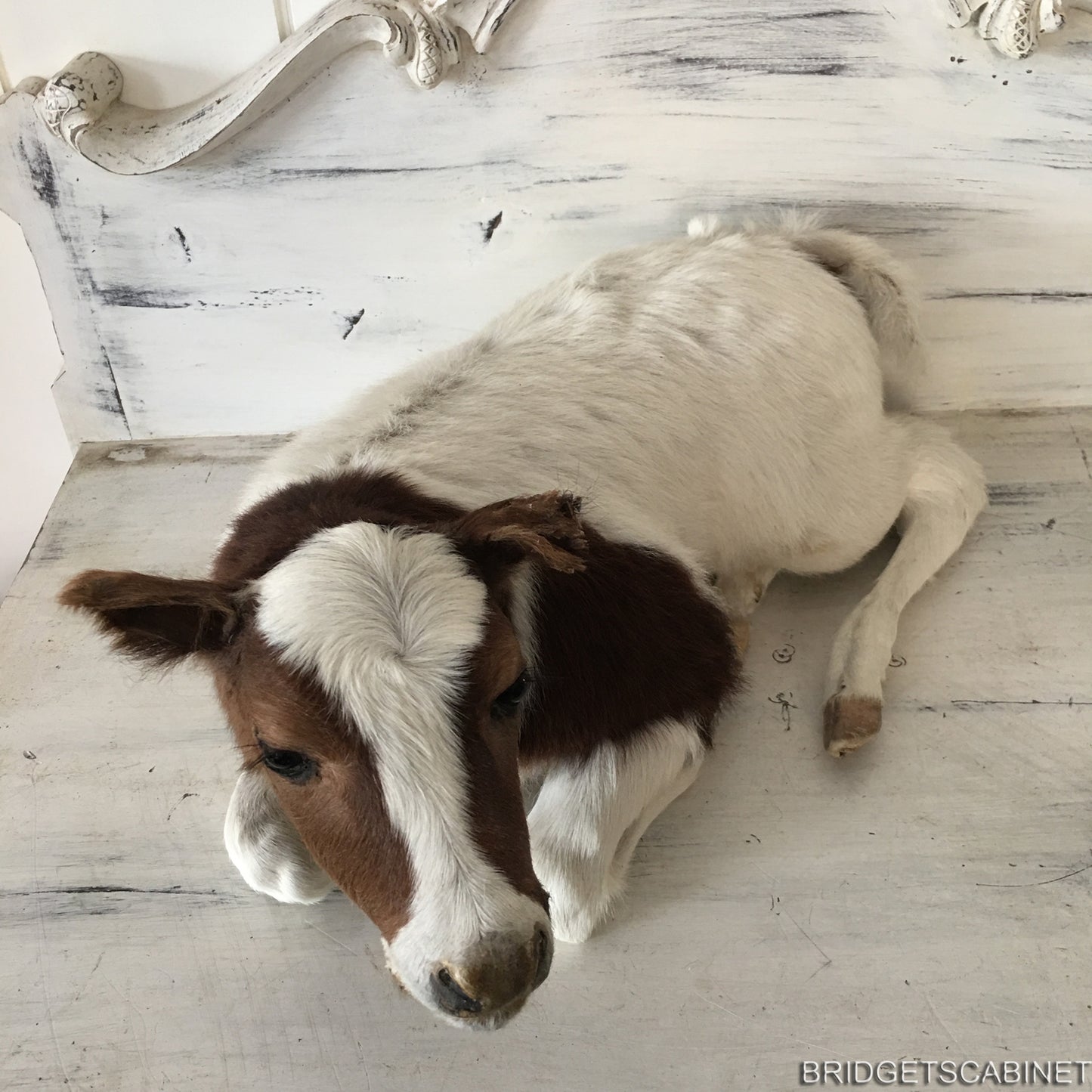 Taxidermy Brown/White Calf