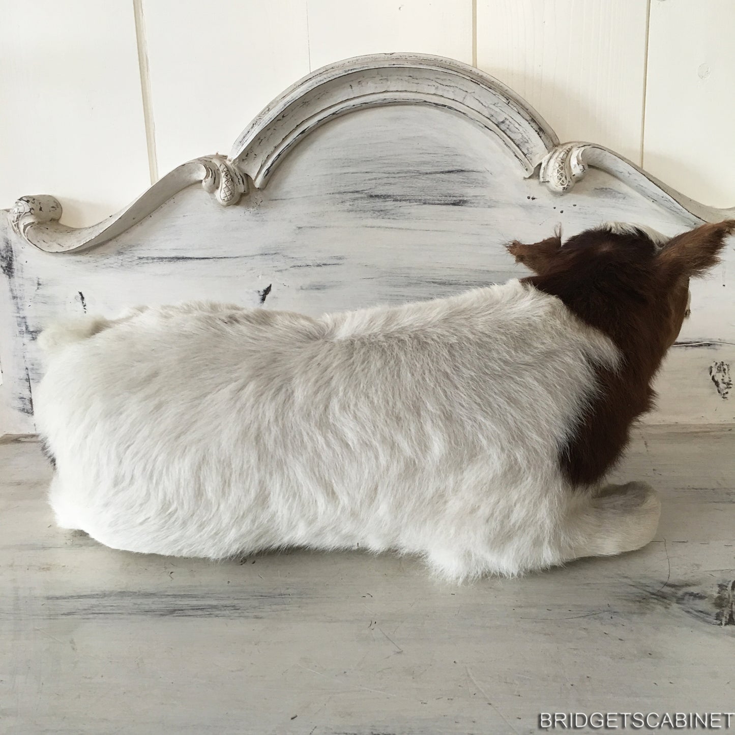 Taxidermy Brown/White Calf