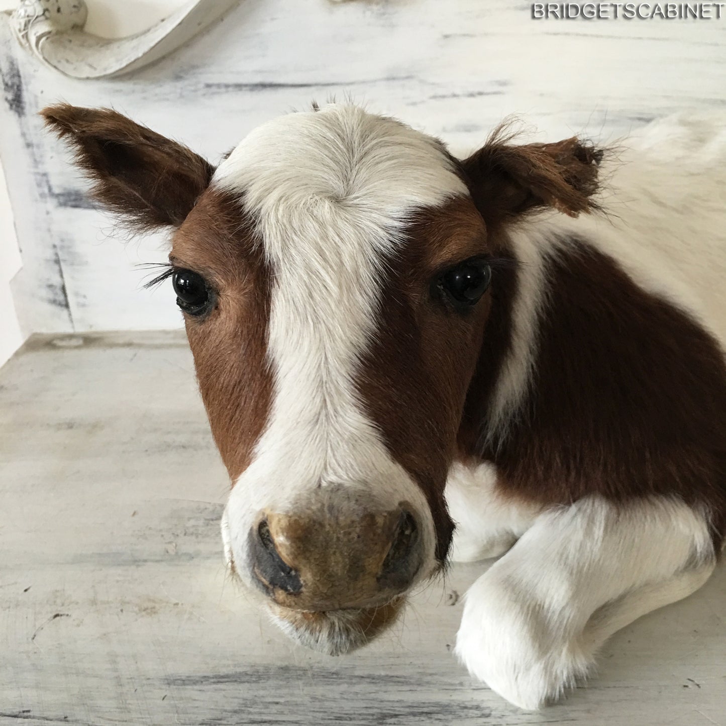 Taxidermy Brown/White Calf