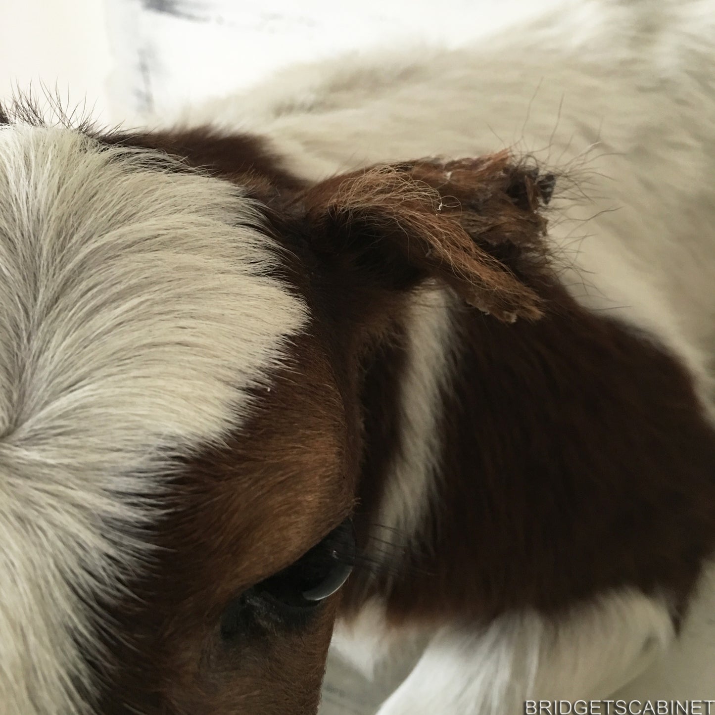 Taxidermy Brown/White Calf