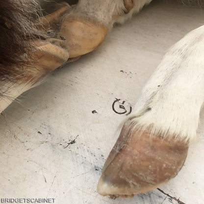 Taxidermy Brown/White Calf