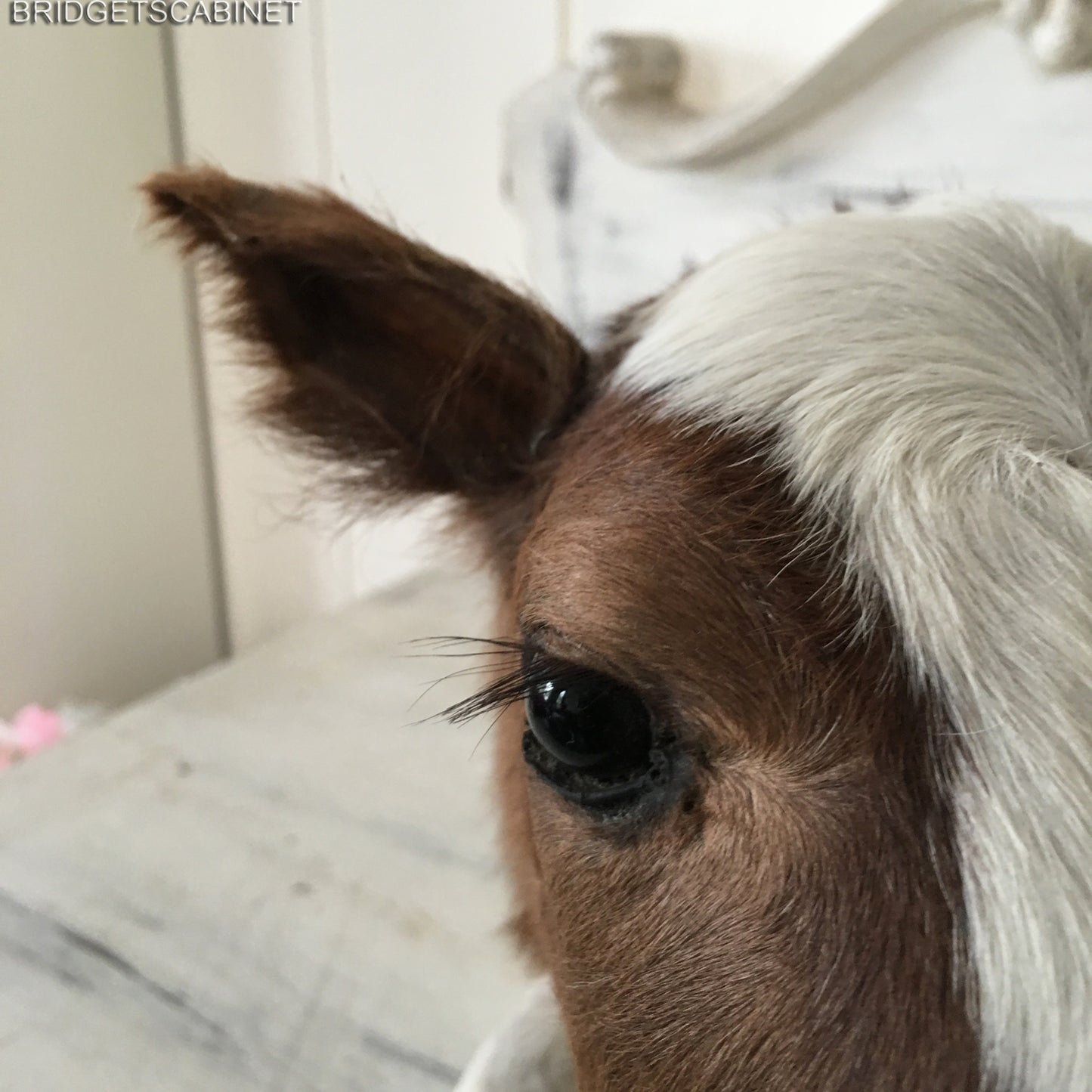 Taxidermy Brown/White Calf