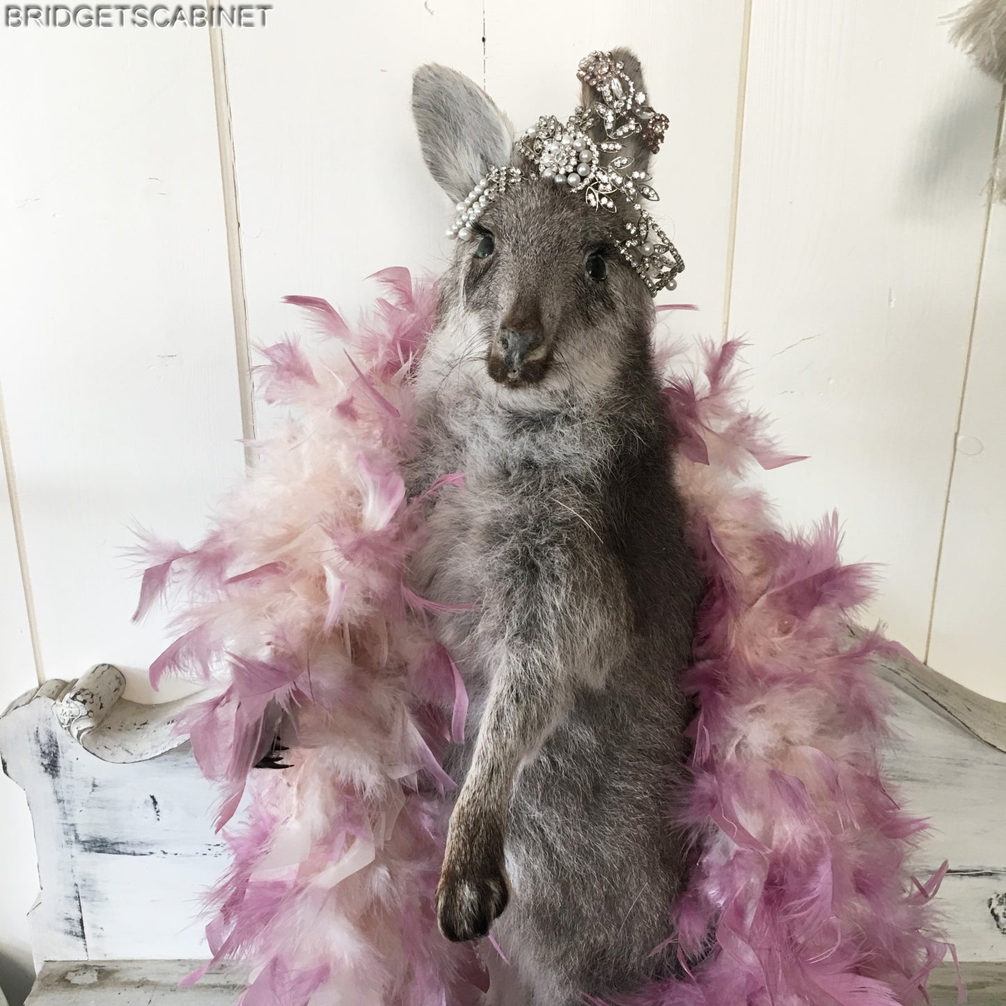 Vintage Taxidermy Wallaby